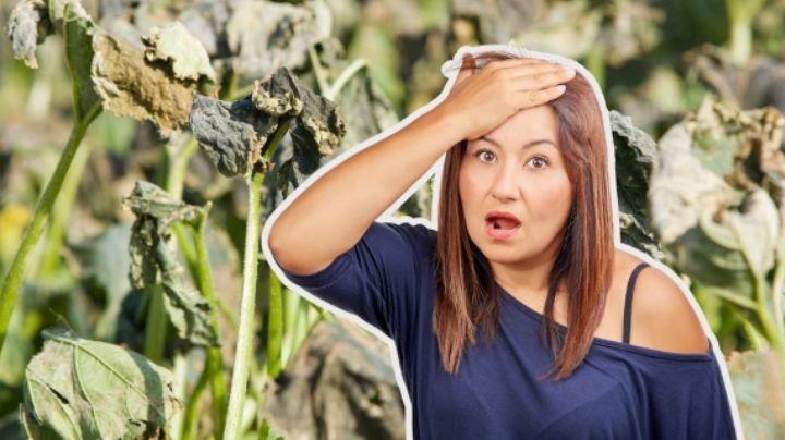 Así puedes evitar que tus plantas sufran por la ola de calor en NL ¿Cómo identificar qué necesitan?