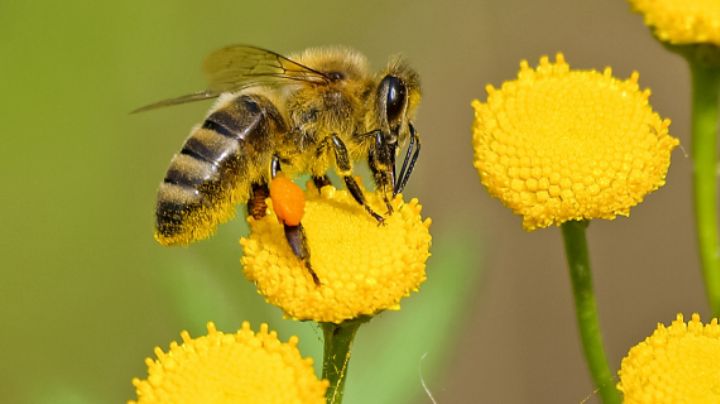Día mundial de las abejas: 5 datos curiosos sobre estos animales que te sorprenderán