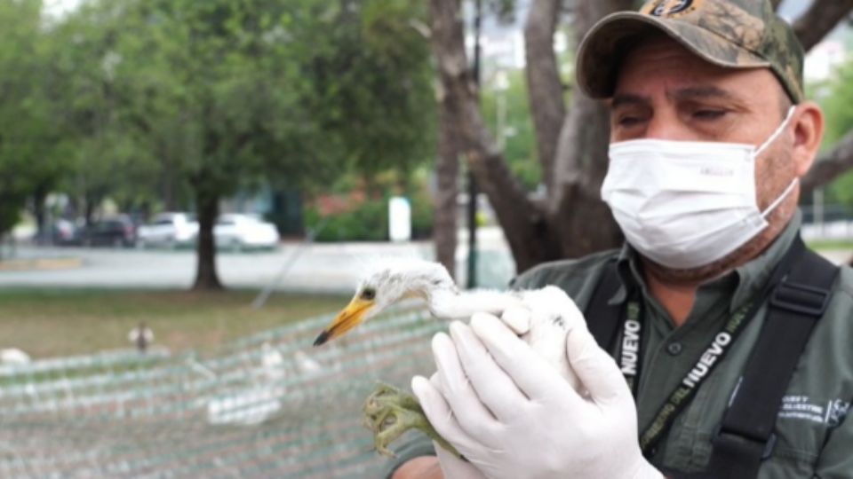 Parques y Vida Silvestre de Nuevo León informó que las garzas bebé afectados fueron trasladados a una Unidad de Manejo Ambiental.