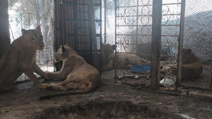 Hallan 3 leonas y un león hacinados en quinta de García