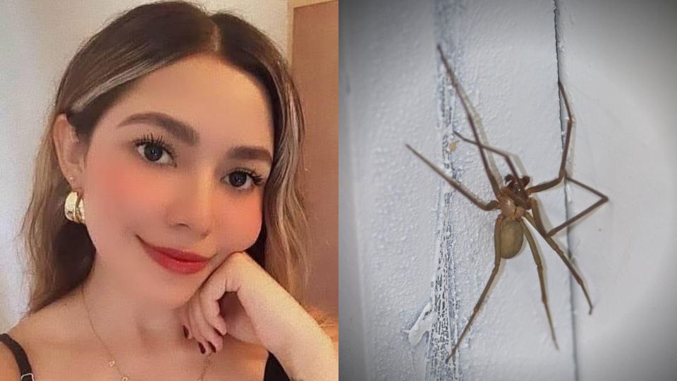 Muere joven picada por araña violinista en Guaymas