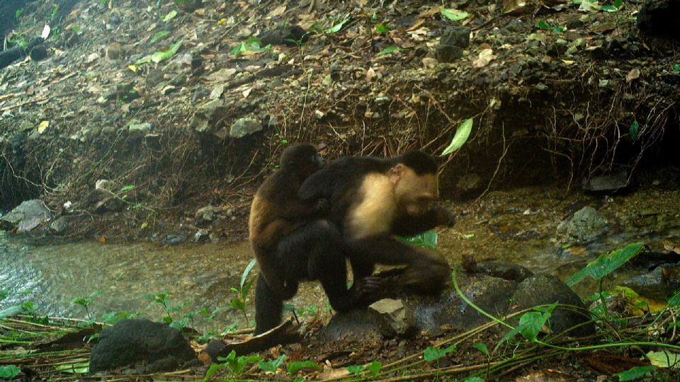 Foto muestra un mono capuchino 'cargando' en su espalda una cría de otra especie.