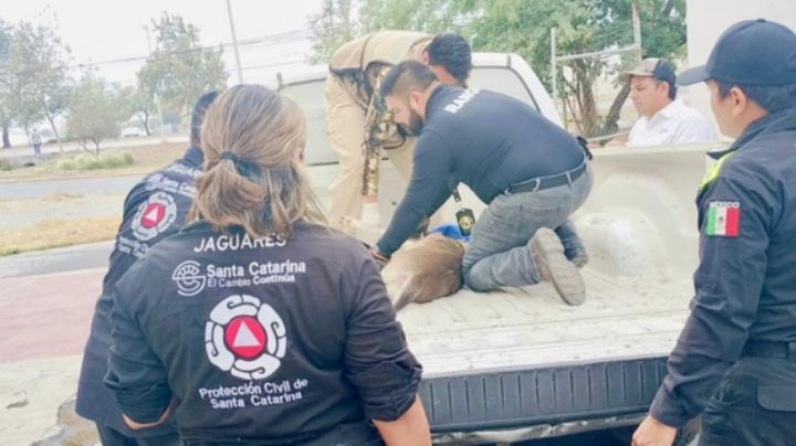 Rescatan a venado de una empresa de Santa Catarina