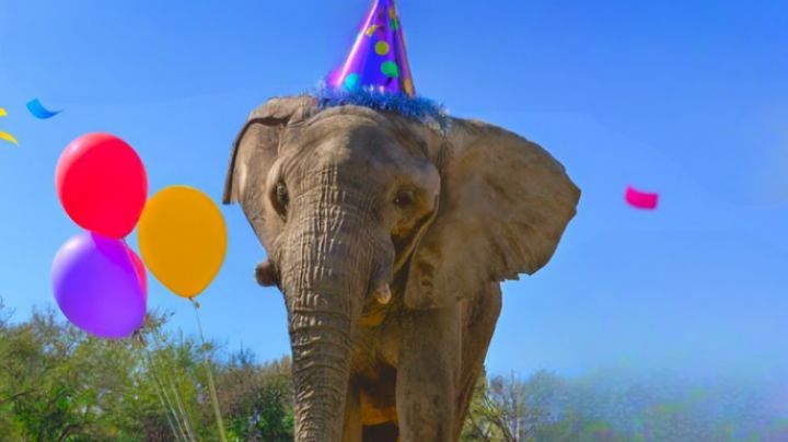 Invitan a celebrar cumpleaños del elefante Monty en La Pastora: Fecha, precio y hora