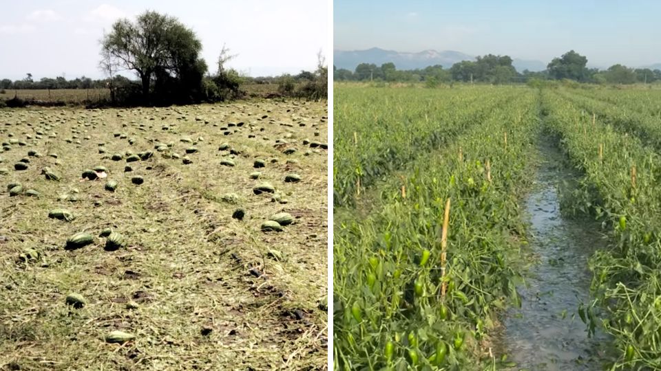 Agricultores de Cadereyta padecen los efectos de la fuerte lluvia del miércoles