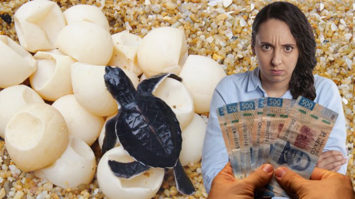 Día mundial de la tortuga: ¿De cuánto es la multa o sanción por comer huevos de tortuga?