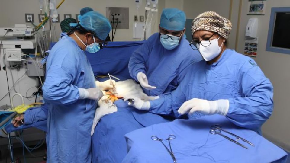 Donación de joven salva a cuatro pacientes en hospitales del IMSS en Nuevo León.