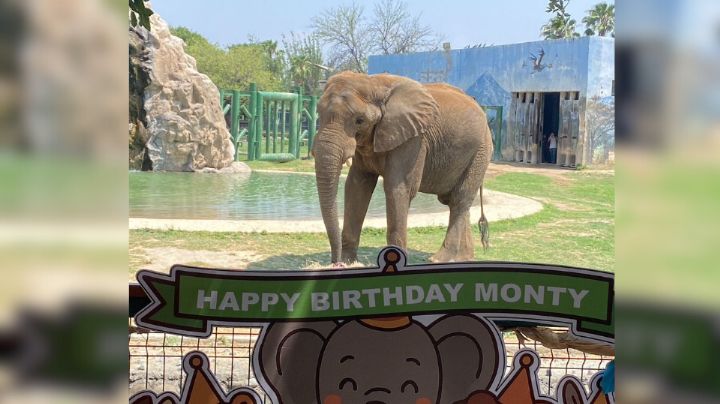 Celebran cumpleaños de 'Monty' en el zoológico La Pastora