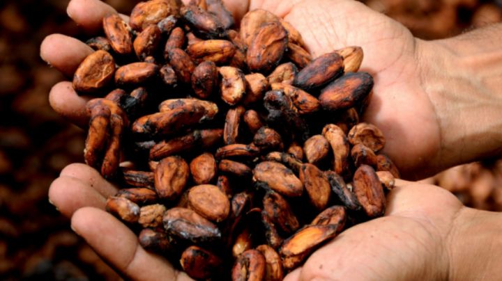 Mexico toma medidas para productos regulados por Europa contra deforestación