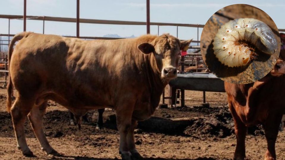 Nuevo León se prepara ante posible llegada de gusano barrenador