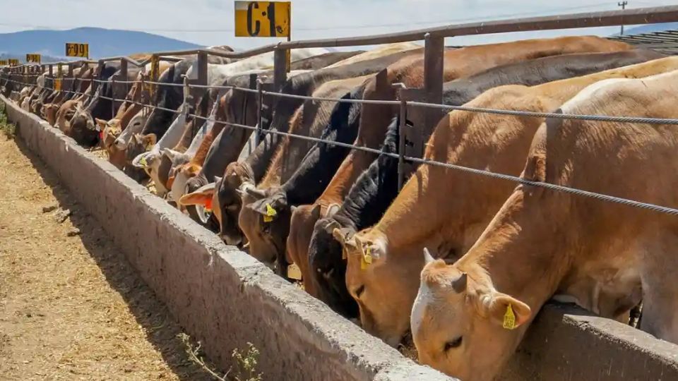 México y EU acuerdan medidas para reanudar la exportación de ganado.