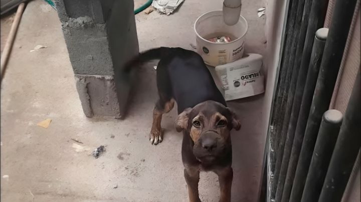 Amarran el hocico a perrito para que no comiera en Juárez, Nuevo León