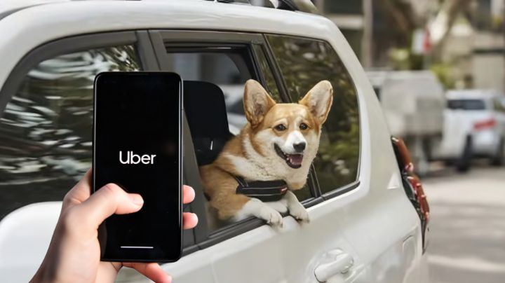 Uber Pet llega a Monterrey: ahora puedes viajar con tu mascota
