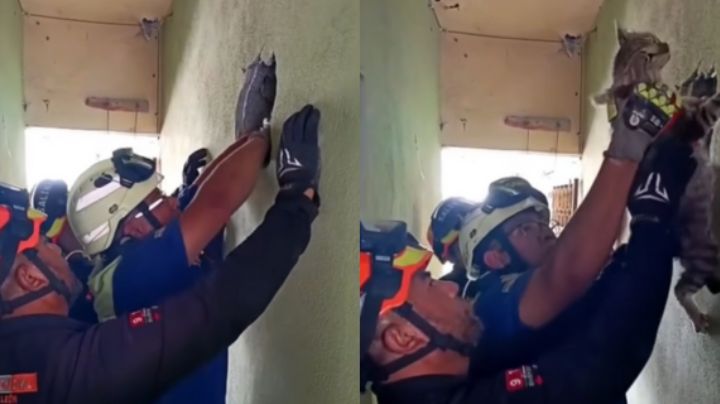 Rescatan a gatito atrapado entre 2 paredes en una casa en San Nicolás