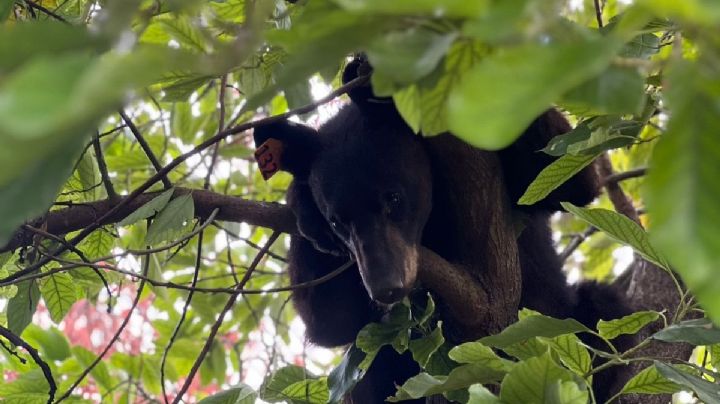 Oso aparece en patio de casa en Santa Catarina y causa movilización