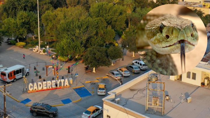 Tierra de serpientes: Capturan 4 víboras en diferentes casas de Cadereyta
