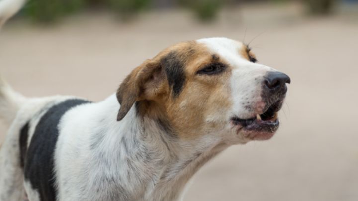 Santa Catarina: activistas marcharán contra maltrato animal