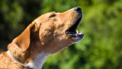 ¿Cómo evitar que tu perro ladre por la noche? Trucos efectivos según expertos
