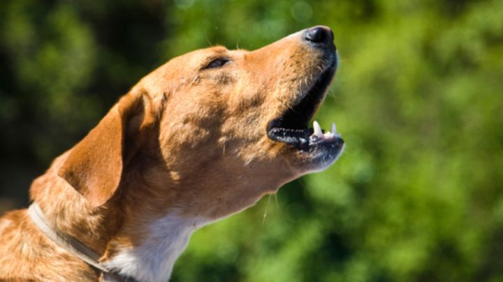 ¿Cómo evitar que tu perro ladre por la noche? Trucos efectivos según expertos