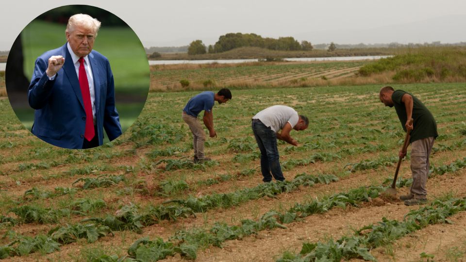 Donald Trump celebra redadas migrantes en campos agrícolas de California