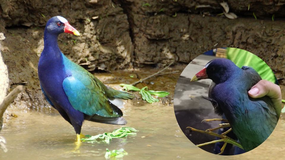 Tingua azul rescatada en Monterrey | Facebook / Anahí Castro