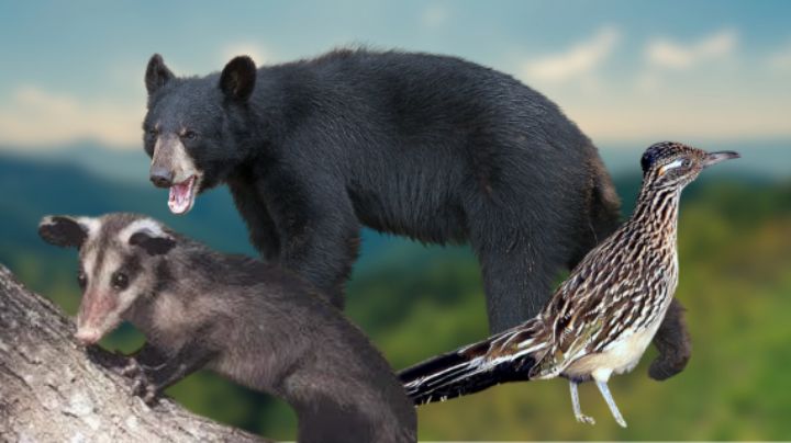 5 especies que puedes encontrar en Nuevo León y quizá no conocías | Fotos