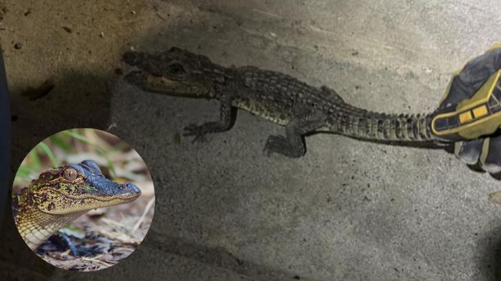 Aparece caimán dentro de casa en Cadereyta Jiménez