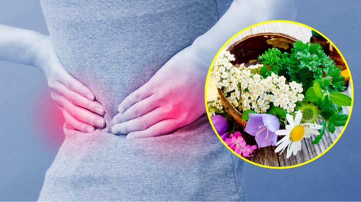 5 Plantas que ayudan a limpiar los riñones de forma natural