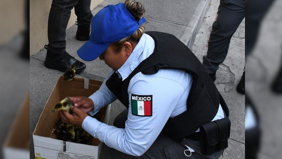 Oficial de policía rescata a 11 patitos en Monterrey.