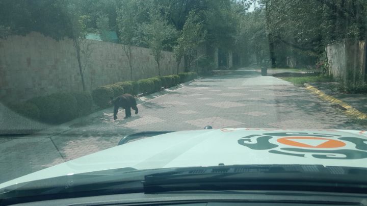 Oso negro es captado de paseo en Monterrey