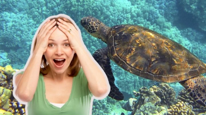 3 Playas de México donde puedes ver tortugas marinas en su hábitat natural