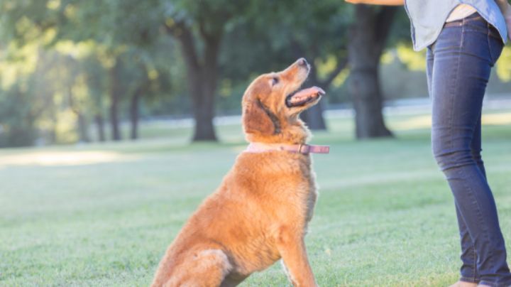¿Cuánto cuesta el adiestramiento de perros en Monterrey?