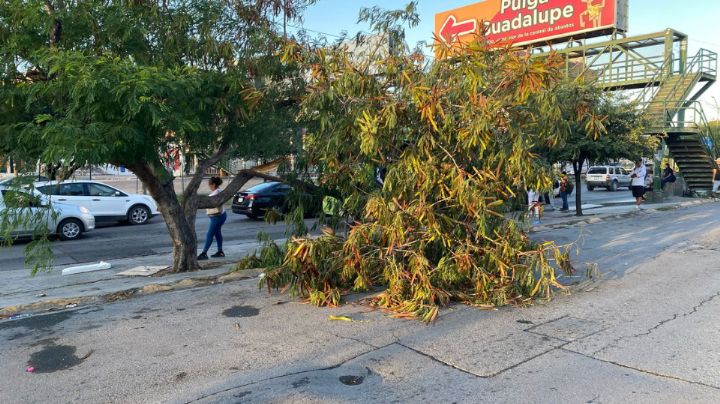 Fuertes vientos provocaron la caída de árboles y panorámicos en Guadalupe