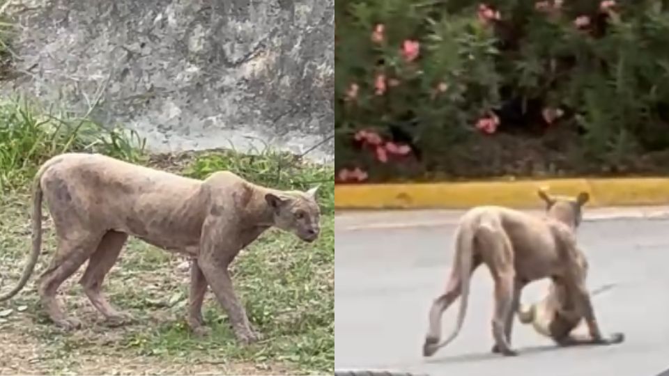 Reportan avistamiento de puma en Monterrey.