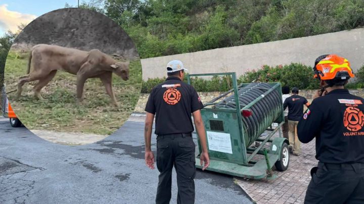 Instalan trampa para capturar a puma en Monterrey