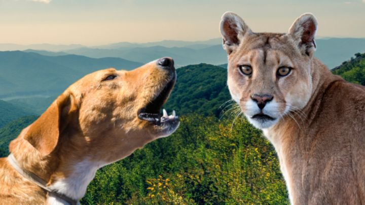 Así puedes evitar ataques de pumas a mascotas en Nuevo León