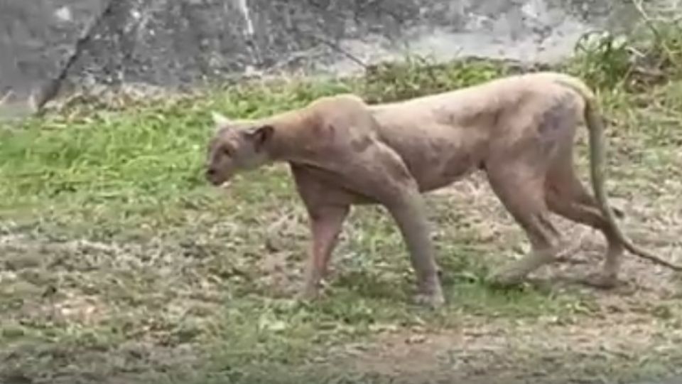Parques y Vida Silvestre NL exhorta a tomar precauciones tras avistamiento de puma.