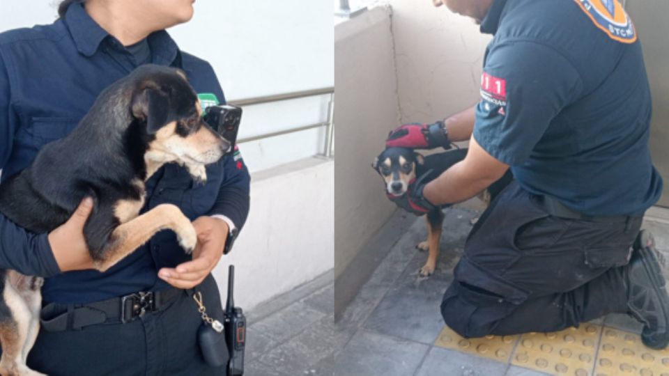 Elementos de Protección Civil tras rescatar a este perrito.