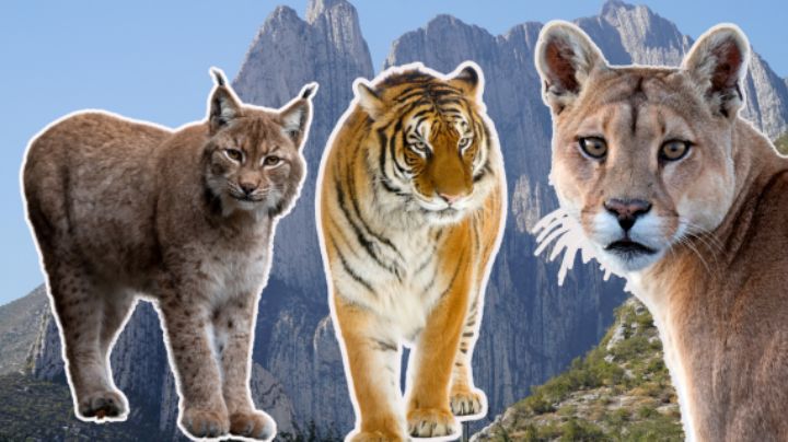 ¿A quién llamar si ves un felino en tu colonia en Nuevo León? | Guía para reportar