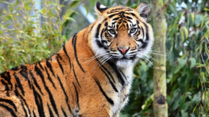 ¿Tener un tigre en casa es legal en Nuevo León? Esto dice la ley