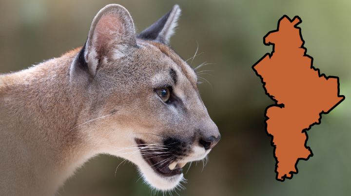 No te arriesgues: La guía de Protección Civil ante encuentros con animales salvajes
