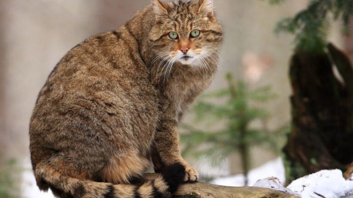 5 señales para saber si un gato montés ha pasado por tu patio en Nuevo León