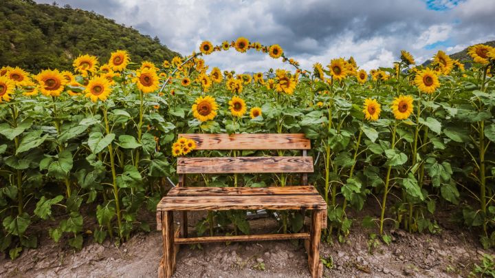 Alcalde de Santiago invita a disfrutar la temporada de girasoles en Laguna de Sánchez