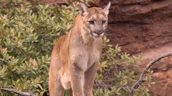 ¿Puma o perro? Así puedes identificar si un felino silvestre ha estado en tu patio en NL