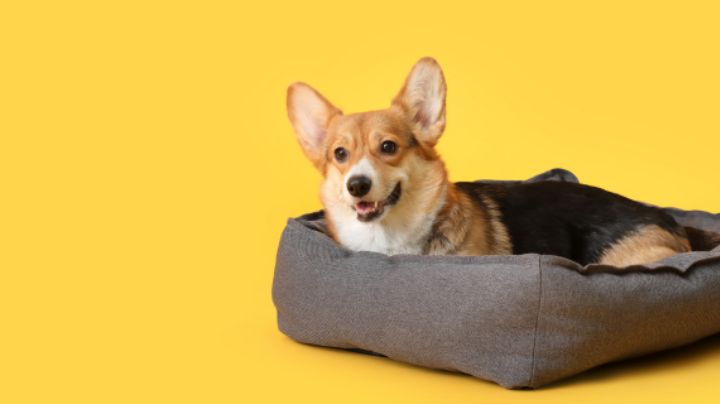 El secreto casero para desinfectar la cama de tu mascota: solo necesitas bicarbonato