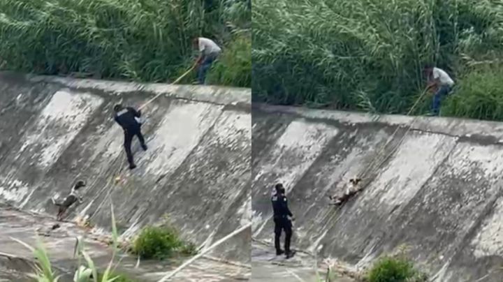Video: Logran rescatar a un perrito del arroyo La Talaverna en Guadalupe