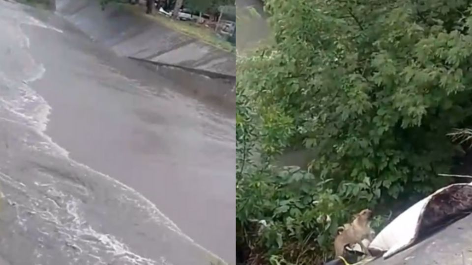 Utilizando una cuerda se logró poner a salvo a este perrito.