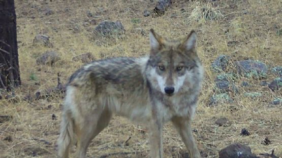 ¡Histórico! captan al primer lobo mexicano nacido en libertad en Chihuahua