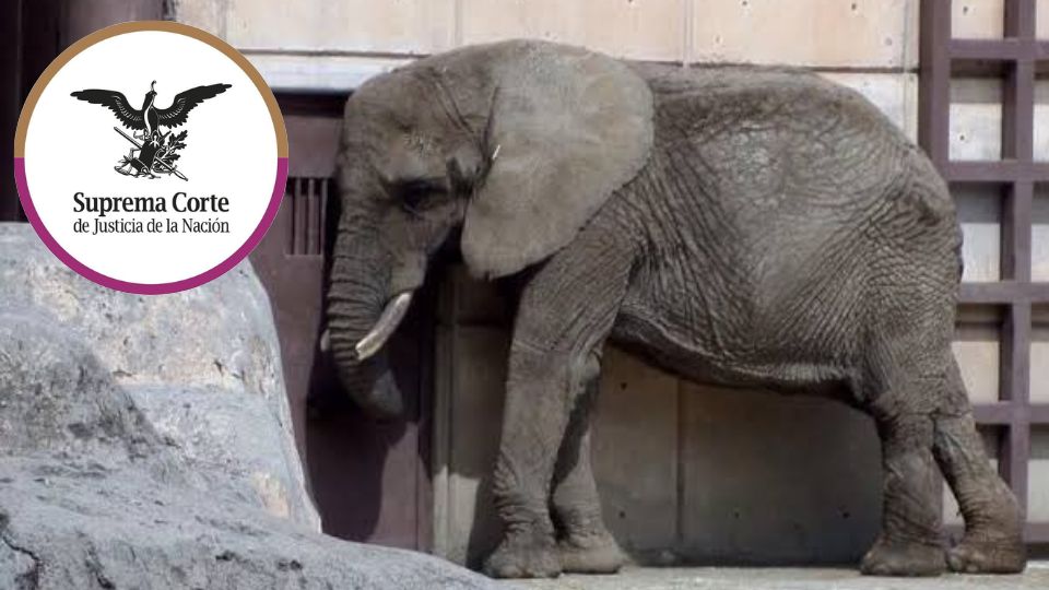 Ely en el Zoológico de San Juan de Aragón en CDMX