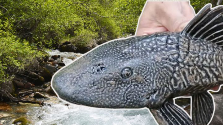¿Qué es el Pez Diablo? La especie invasora que ya afecta ríos de Nuevo León